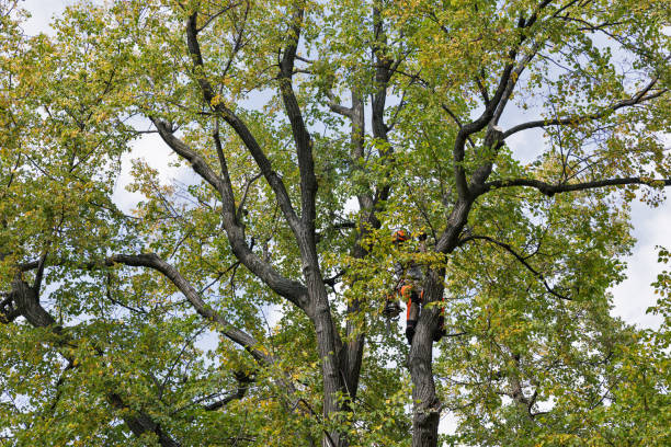 Best Emergency Tree Removal  in USA